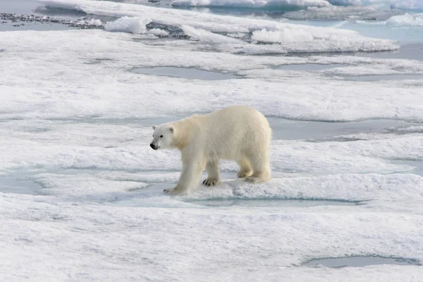 北极熊 Ursus Maritimus 生活在斯匹次卑尔根岛 挪威斯瓦尔巴 斯堪的纳维亚 欧洲北部的冰原上 — 图库照片