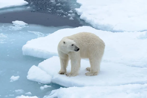 Белый Медведь Льду Северу Шпицбергена — стоковое фото