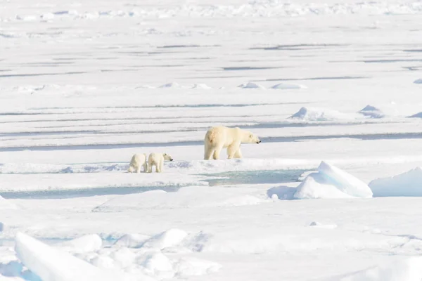 Eisbärenmutter Ursus Maritimus Und Zwillingsbabys Auf Dem Packeis Nördlich Von — Stockfoto