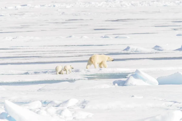 Madre Oso Polar Ursus Maritimus Cachorros Gemelos Paquete Hielo Norte — Foto de Stock