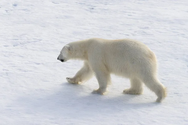 Jegesmedve Ursus Maritimus Spitsberg Északra Jégtáblák — Stock Fotó