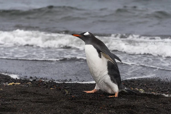 Tučňák Oslí Přírodě — Stock fotografie