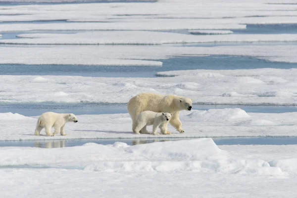 Mãe Urso Polar Ursus Maritimus Filhotes Gêmeos Gelo Pacote Norte — Fotografia de Stock