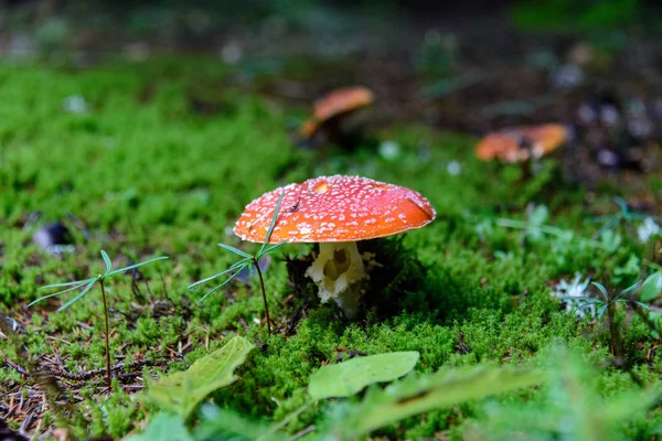 Amanita Cogumelos Crescendo Floresta — Fotografia de Stock