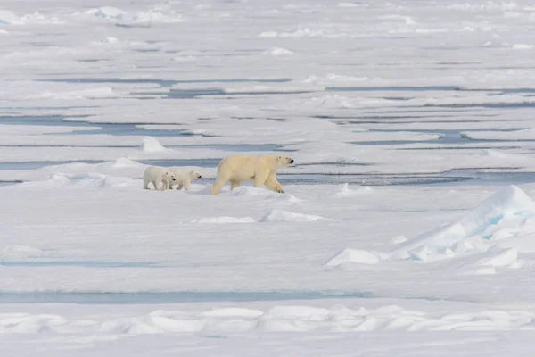 Matka Niedźwiedź Polarny Ursus Maritimus Typu Twin Szczeniaki Lodzie Północ — Zdjęcie stockowe