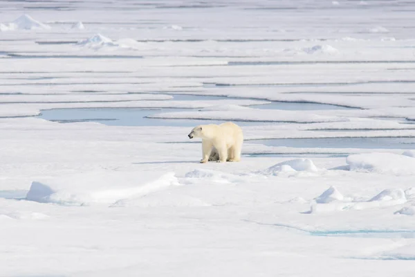 Белый Медведь Ursus Maritimus Паковом Льду Северу Шпицберга — стоковое фото