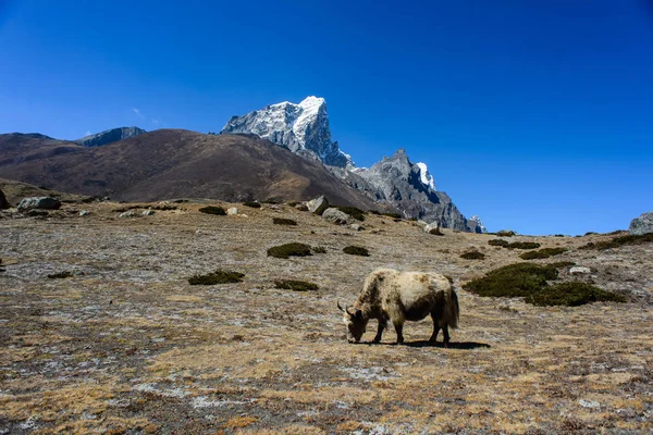 Yak Montaña Nepal — Foto de Stock