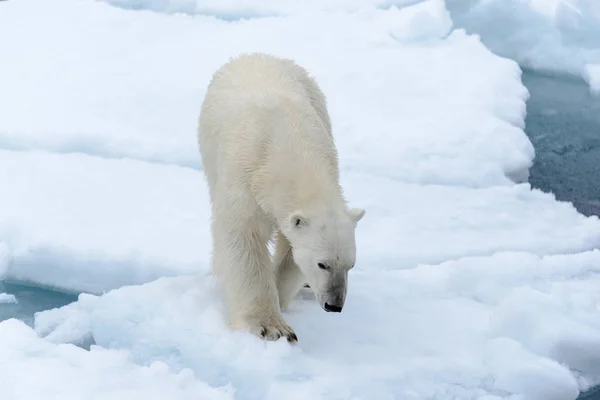 Spitsbergen 얼음에 북극곰 — 스톡 사진