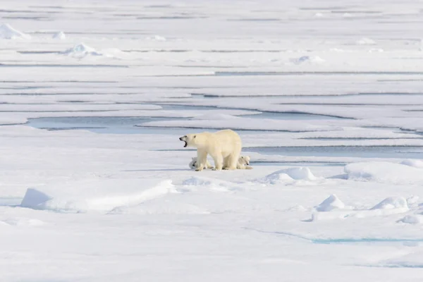 Oso Polar Ursus Maritimus Manada Hielo Norte Spitsberg — Foto de Stock