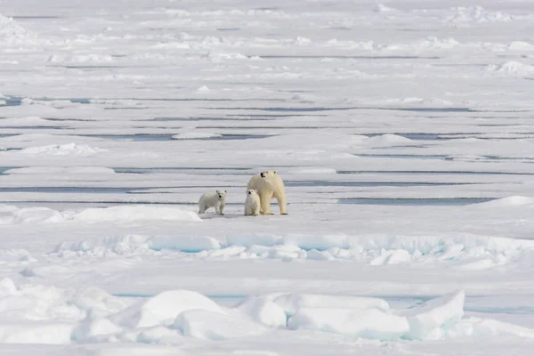 Πολική Αρκούδα Ursus Maritimus Και Δίδυμο Cubs Στον Πάγο Πακέτο — Φωτογραφία Αρχείου