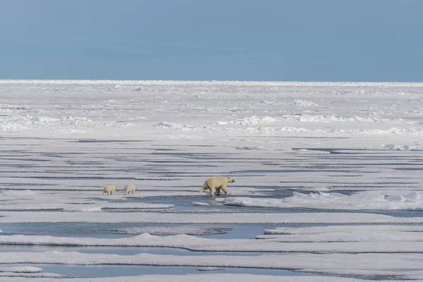 Anya Jegesmedve Ursus Maritimus Twin Kölykök Jégtáblák Svalbard Sarkvidéki Norvégia — Stock Fotó