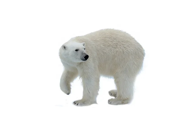 Urso Polar Bolsa Gelo Norte Spitsbergen — Fotografia de Stock