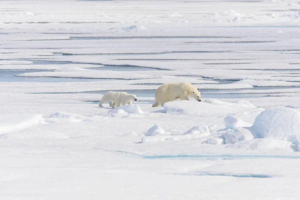 Oso Polar Ursus Maritimus Manada Hielo Norte Spitsberg —  Fotos de Stock