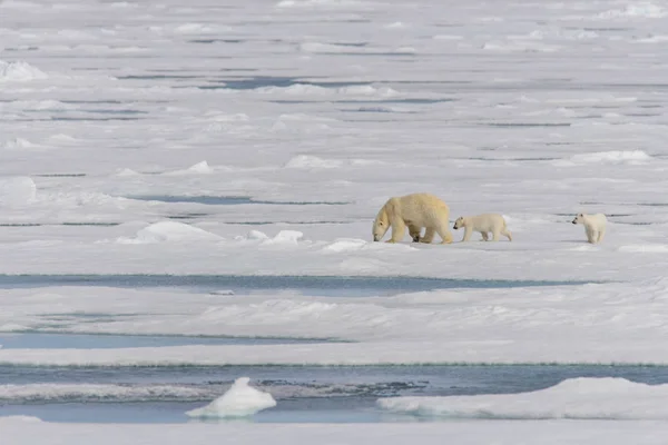 Matka Lední Medvěd Ursus Maritimus Dvojče Mláďata Ledě Pack Severně — Stock fotografie