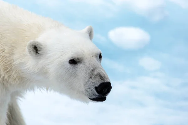 Niedźwiedź Polarny Lodzie Północ Spitsbergen — Zdjęcie stockowe