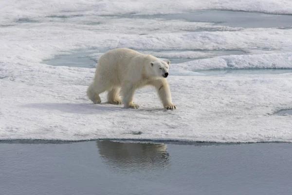 Urso Polar Ursus Maritimus Bloco Gelo Norte Ilha Spitsbergen Svalbard — Fotografia de Stock