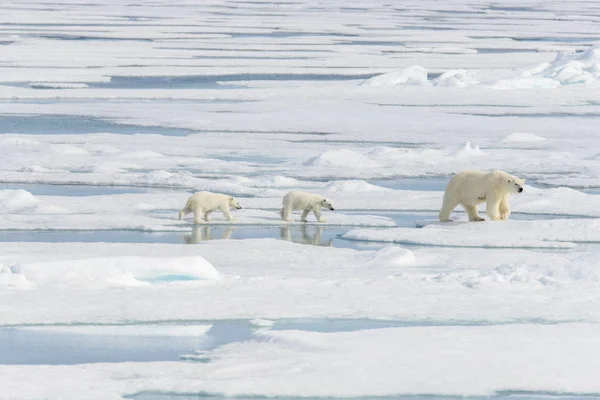 Полярная Медведица Ursus Maritimus Детеныши Близнецы Паковом Льду Северу Арктической — стоковое фото
