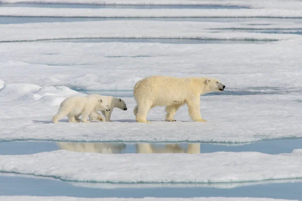 Polar Bear Mother Ursus Maritimus Twin Cubs Pack Ice North — Stock Photo, Image