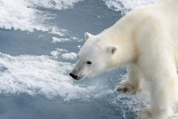 Polar Bear Ursus Maritimus Pack Ice North Spitsberg — Stock Photo, Image