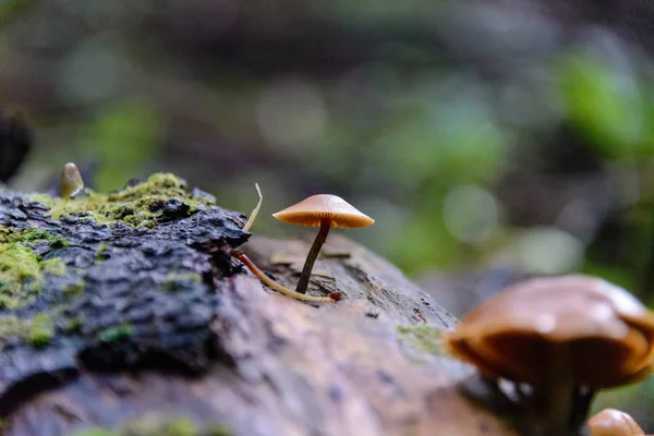 Pilze Wald Nahsicht — Stockfoto