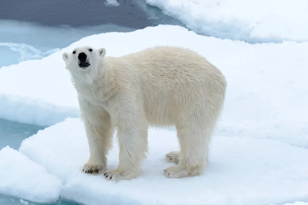 Polar Bear Pack Ice North Spitsbergen — Stock Photo, Image