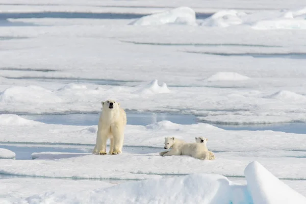 Mãe Urso Polar Ursus Maritimus Filhotes Gêmeos Gelo Pacote Norte — Fotografia de Stock