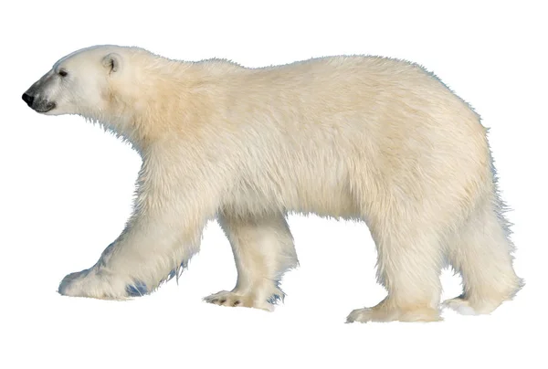 Urso Polar Ursus Maritimus Isolado Sobre Fundo Branco — Fotografia de Stock