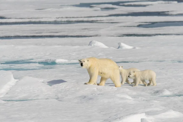 Πολική Αρκούδα Ursus Maritimus Και Δίδυμο Cubs Στον Πάγο Πακέτο — Φωτογραφία Αρχείου