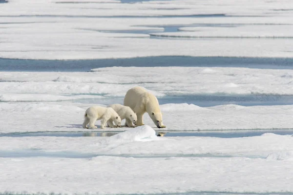 Madre Oso Polar Ursus Maritimus Cachorros Gemelos Paquete Hielo Norte —  Fotos de Stock