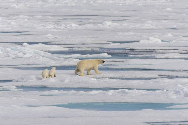 Madre Dell Orso Polare Ursus Maritimus Cuccioli Gemelli Sul Pack — Foto Stock