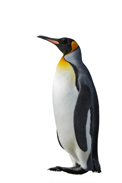 Король Пингвин Природе — стоковое фото