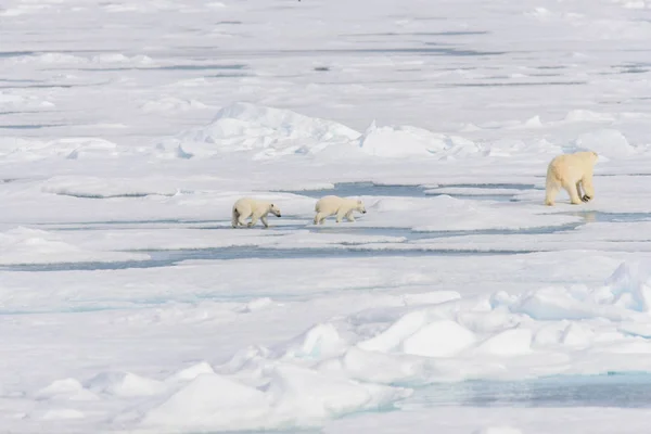 Mãe Urso Polar Ursus Maritimus Filhotes Gêmeos Gelo Pacote Norte — Fotografia de Stock