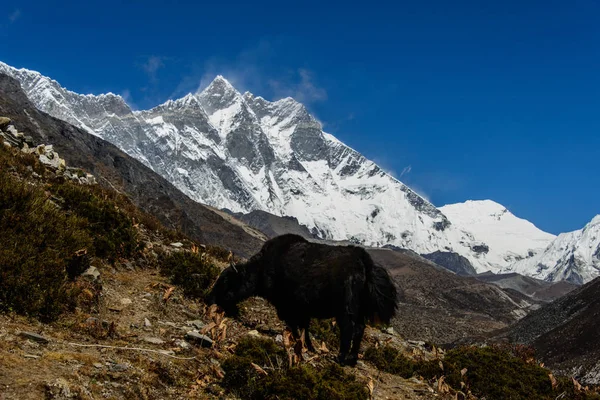 Trekking Nepal Himalaya — Foto de Stock