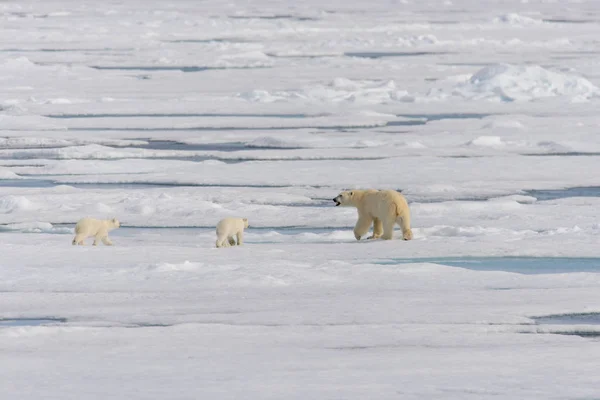 Madre Dell Orso Polare Ursus Maritimus Cuccioli Gemelli Sul Pack — Foto Stock