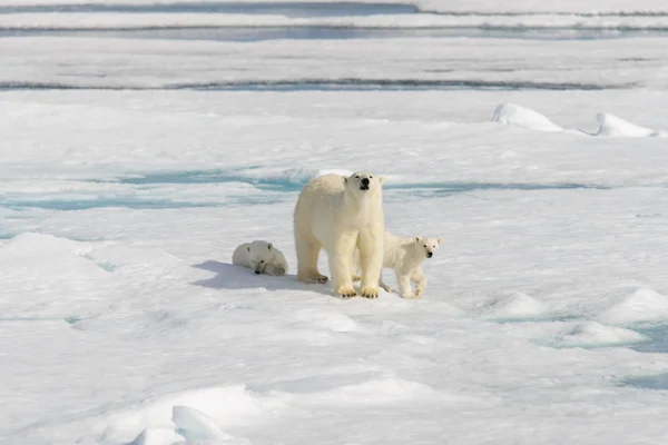 북극곰 어머니 Maritimus 쌍둥이 스발바르 노르웨이 북쪽에 — 스톡 사진