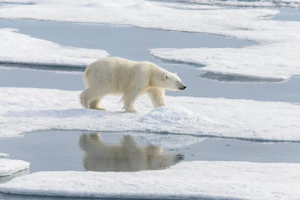 Ours Polaire Ursus Maritimus Sur Banquise Nord Spitsberg — Photo