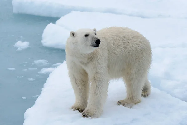 Oso Polar Manada Hielo Norte Spitsbergen — Foto de Stock