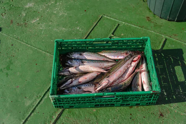 Közeli Kép Zöld Ipari Műanyag Láda Tele Frissen Fogott Halat — Stock Fotó