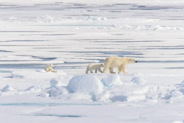 Mãe Urso Polar Ursus Maritimus Filhotes Gêmeos Gelo Pacote Norte — Fotografia de Stock