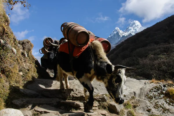 Yak Montaña Nepal — Foto de Stock