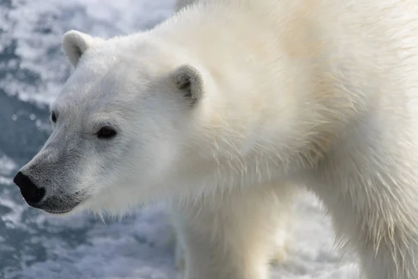 Niedźwiedź Polarny Ursus Maritimus Lodzie Północ Spitsberg — Zdjęcie stockowe