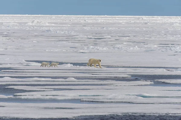 Matka Niedźwiedź Polarny Ursus Maritimus Typu Twin Szczeniaki Lodzie Północ — Zdjęcie stockowe