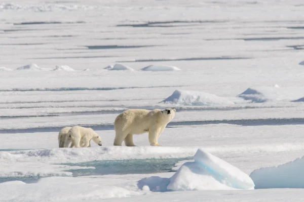 Madre Oso Polar Ursus Maritimus Cachorros Gemelos Paquete Hielo Norte —  Fotos de Stock