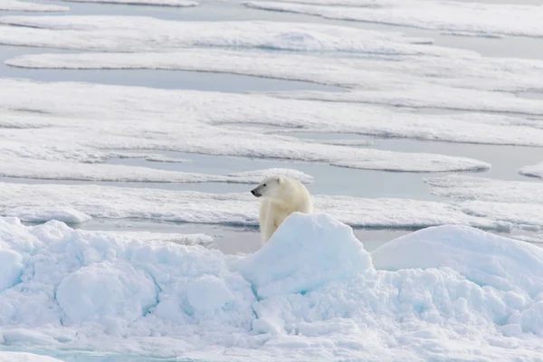 Orso Polare Ursus Maritimus Sul Pack Ghiaccio Nord Spitsberg — Foto Stock