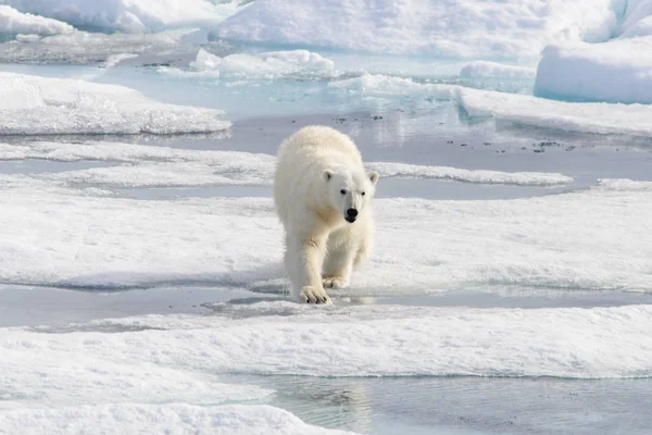 Orso Polare Ursus Maritimus Sul Pack Ice Nord Dell Isola — Foto Stock