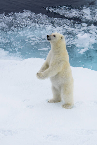 Polar bear (Ursus maritimus) cub on the pack ice, north of Svalbard Arctic Norway