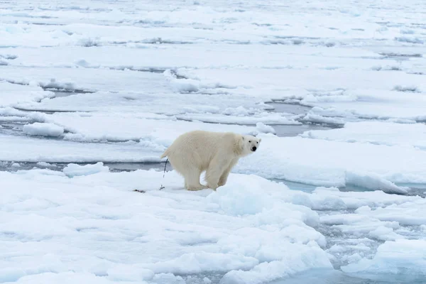 Urso Polar Bolsa Gelo Norte Spitsbergen — Fotografia de Stock