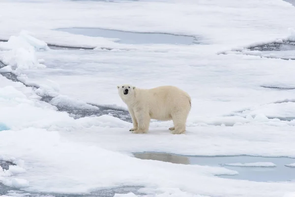 Πολική Αρκούδα Στον Πάγο Πακέτο Βόρεια Spitsbergen — Φωτογραφία Αρχείου