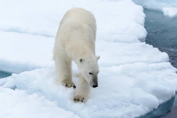 Πολική Αρκούδα Στον Πάγο Πακέτο Βόρεια Spitsbergen — Φωτογραφία Αρχείου