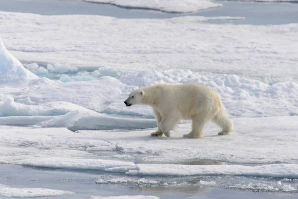 Eisbär Ursus Maritimus Auf Dem Packeis Nördlich Der Insel Spitzbergen — Stockfoto